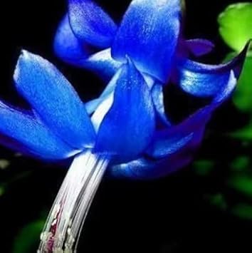 Blue Zygocactus Flower Seeds for Planting - 100 pcs for planting in your garden.