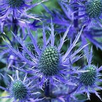 Holly Flower Seeds for Planting - 100 pcs