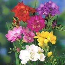 Heirloom Non-GMO Fresia Flower Seeds for Vibrant Garden Blooms and Outdoor Planting