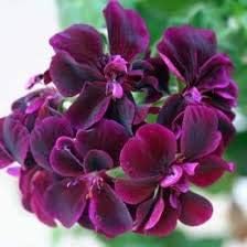 Dark Pink Black Geranium Flower Seeds for planting in home garden