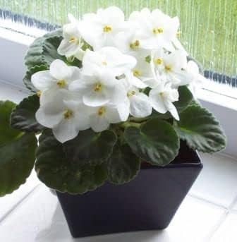 White Saintpaulia Seeds for Planting - 100 pcs seeds for planting in home garden