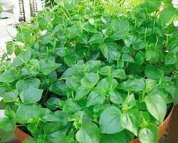 Pellucida Plant Seeds for Planting - NON GMO Seeds for planting in home garden