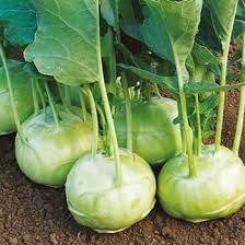 Kohlrabi Vegetable Seeds for Planting - 100 Pcs pcs