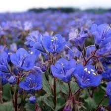 Heirloom Campanularia Flower Seeds for Garden Planting, Non-GMO, Bellflower Variety - Campanularia for planting in home garden