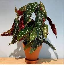 Heirloom Non-GMO Begonia Plant Seeds for Planting ƒ?? Fresh Colorful Shade Blooms for planting in your garden.
