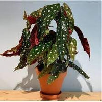 Heirloom Non-GMO Begonia Plant Seeds for Planting ƒ?? Fresh Colorful Shade Blooms