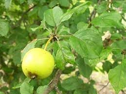 Crab Apple Fruit Seeds for Planting - Grow Beautiful Crab Apples in Your Yard