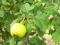 Crab apple fruit seeds