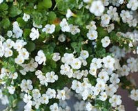 Heirloom Non-GMO Waterhyssop Flower Seeds for Planting – Aquatic Blooms for Medicinal Gardens