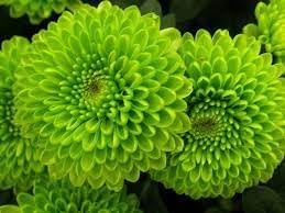 Green Chrysanthemum Flower Seeds for Planting - 100 Pcs pcs