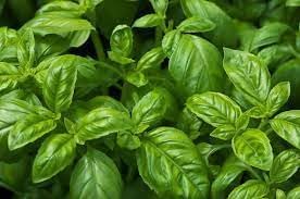 Broadleaf Basil Plant Seeds Scientific Name Placeholder for planting in home garden