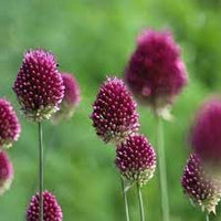 Sphaerocephalon Flower Seeds for Planting - 100 pcs