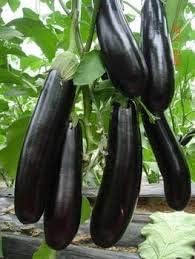 Eggplant Seeds for Planting, Black, 100 Pcs pcs