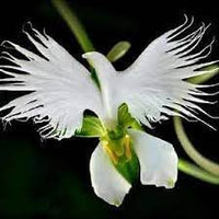 Orchid Flower Seeds Heirloom Non GMO Planting - 100 pcs - Flower for planting in home garden