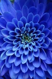Dahlia Sky Blue Flower Seeds for Planting - NON GMO Seeds for planting in home garden