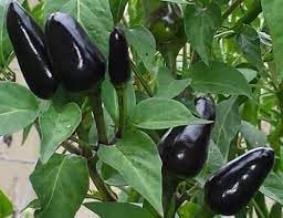 Chilli Seeds for Planting - 100 Pcs pcs