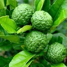 Lime fruit seeds for citrus gardening