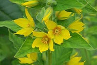 Heirloom Non-GMO Lysimachus Punctata Flower Seeds for Garden Planting – Bright Yellow Perennial Blooms