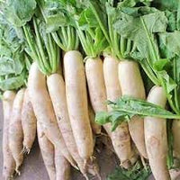 Daikon Radish Seeds for Planting - 100 Pcs pcs