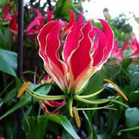 Flamme Lilien Flower Seeds for Planting ƒ?? Organic, Heirloom, Non-GMO Lily Seeds