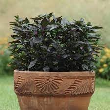 Pepper Plant Seeds for Planting, 100 Pcs pcs