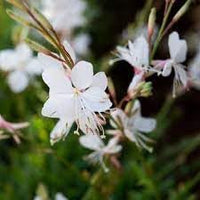 Lindheimeri (Lindheimeri scientific name) for planting in garden