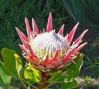 Organic Protea Flower Seeds for Planting ƒ?? Heirloom, Non-GMO for planting in your garden.
