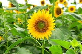 Sunflower Flower Seeds Heirloom Non GMO Planting - 100 pcs