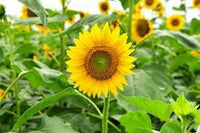 Sunflower Flower Seeds Heirloom Non GMO Planting - 100 pcs