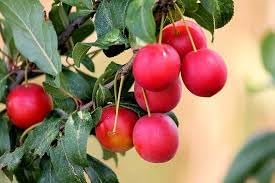 Mirabolano Fruit Seed Pack for Delicious Fruits in Your Garden 100 Pcs pcs