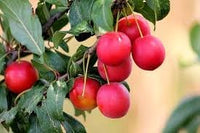 Mirabolano Fruit Seed Pack for Delicious Fruits in Your Garden 100 Pcs pcs