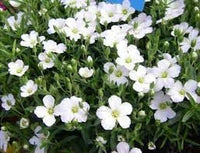 Avalanche Flower Seeds for Planting - 100 pcs for planting in your garden.