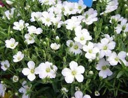 Avalanche Flower Seeds for Planting - 100 pcs for planting in your garden.