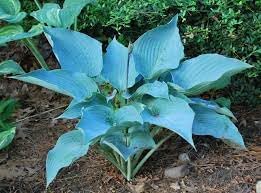 Hosta Flower Seeds for Garden Planting - NON GMO Seeds for planting in home garden