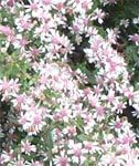 Pink White Lateriflorus Flower Seeds for Planting, 100 Pcs pcs