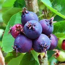 Saskatoon Fruit Seeds for Planting- Growing Hardy & Nutritious Fruits, Heirloom Seeds