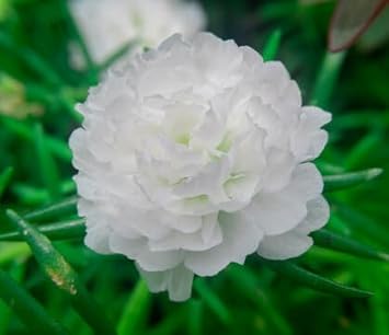 Moss Rose Flower Seeds for Planting – Heirloom, Non-GMO Seeds for Colorful Garden Blooms