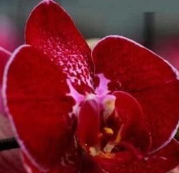 Organic Red Butterfly Orchid Flower Seeds for Planting ƒ?? Heirloom, Non-GMO for planting in your garden.