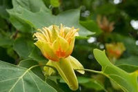 Liriodendron Flower Seeds for Planting â€“ NON GMO Seeds for planting in home garden