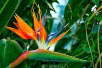 Orange Violet Strelitzia Flower Seeds - 100 Pcs pcs