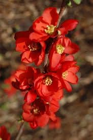 Heirloom Non-GMO Quince Chaenomeles Flower Seeds for Planting – Ornamental Blooms - Non-GMO for planting in home garden