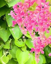 Antigonon Flower Seeds for Planting, 100 pcs for planting in your garden.