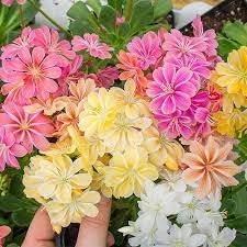 100 Pcs