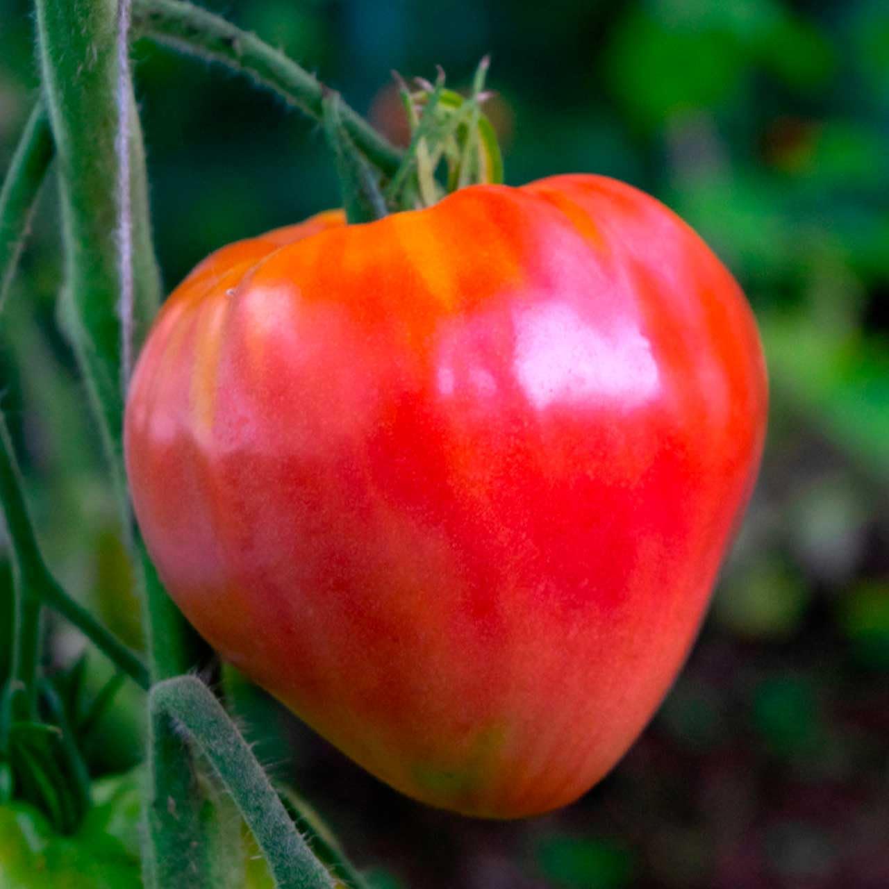 Hungarian Heart Tomato Seeds for Planting - 100 Pcs pcs
