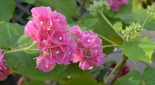 Heirloom Non-GMO Dombeya Bourgassiae Flower Seeds for Planting – Rare Tropical Shrub Blooms