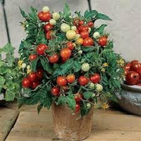 Tomato Vegetable Seeds for Planting - 100 Pcs pcs