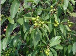 Santalum Album Plant Seeds – Heirloom Non-GMO Seeds for Aromatic Garden