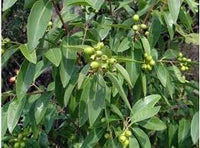 Santalum Album Plant Seeds – Heirloom Non-GMO Seeds for Aromatic Garden