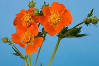 Geum Flower Seeds Heirloom Non GMO Planting - 100 pcs