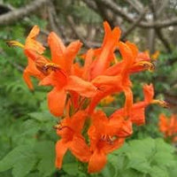 Orange Clematis Flower Seeds – Heirloom Non-GMO Climbing Blooms for Garden Fences and Arbors